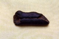 藏品(鹿角)的圖片